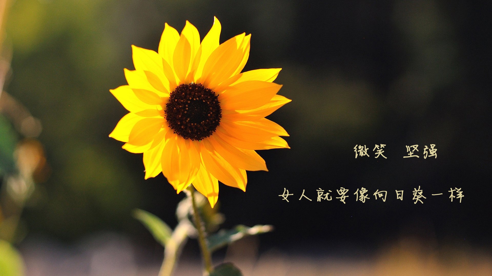 电动动力系统：开启绿色赛车新时代，绿色动力汽车