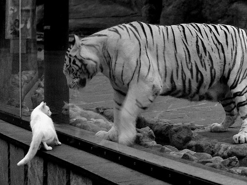 200蝶滑行距离:美选手更擅前段推进,滑蝶游身步