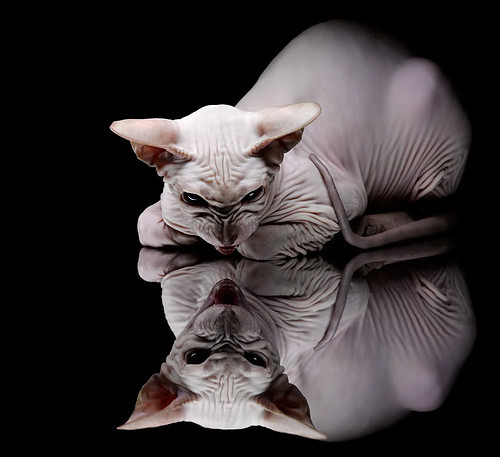 FIFA世俱杯-中国香港队赛制解析：如何通过团体赛提高整体实力，香港队员