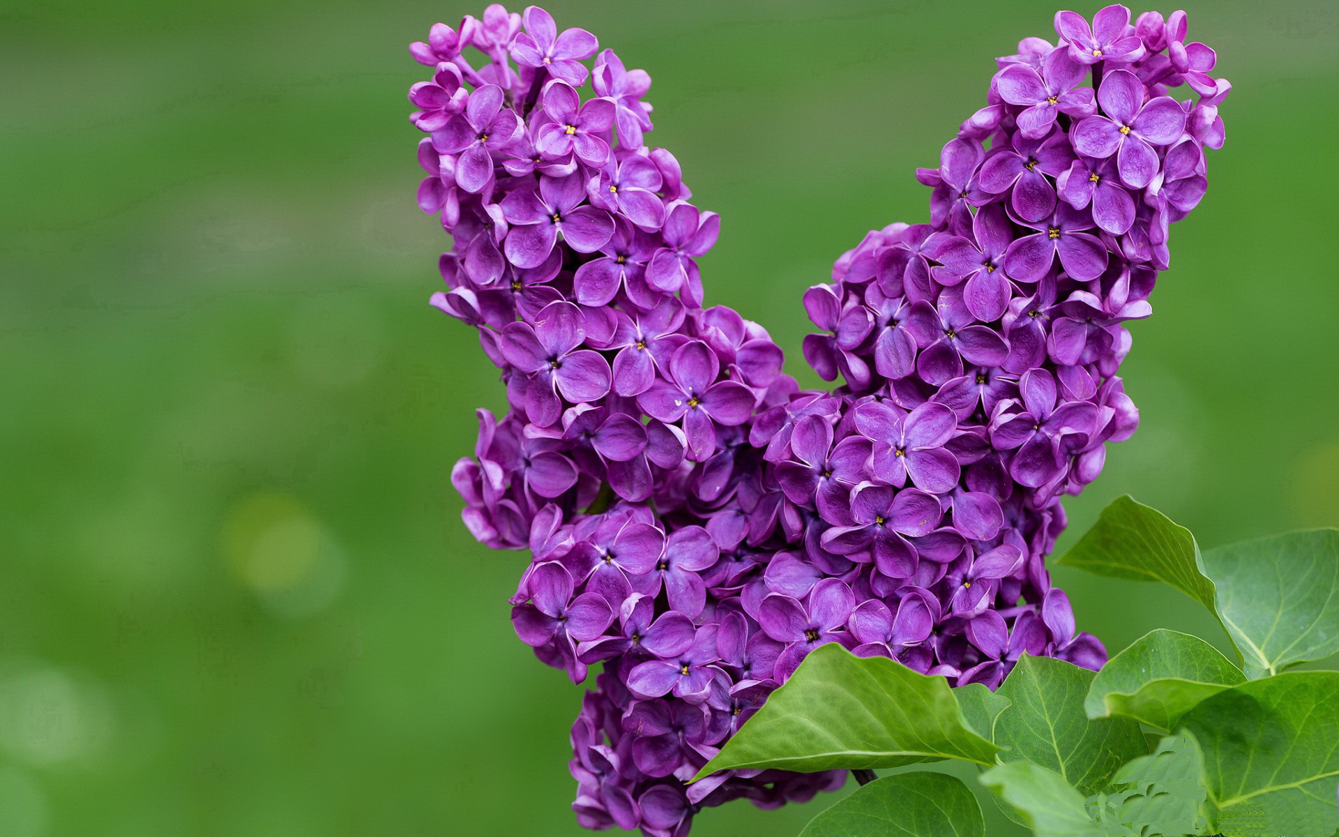 世俱杯2025赛程-决赛红牌风波加剧球队困境，红牌下场停赛吗