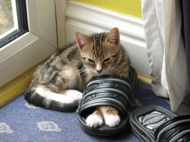 世俱杯直通-勒沃库森锋线火力全开稳居积分榜前列，勒沃库森首发