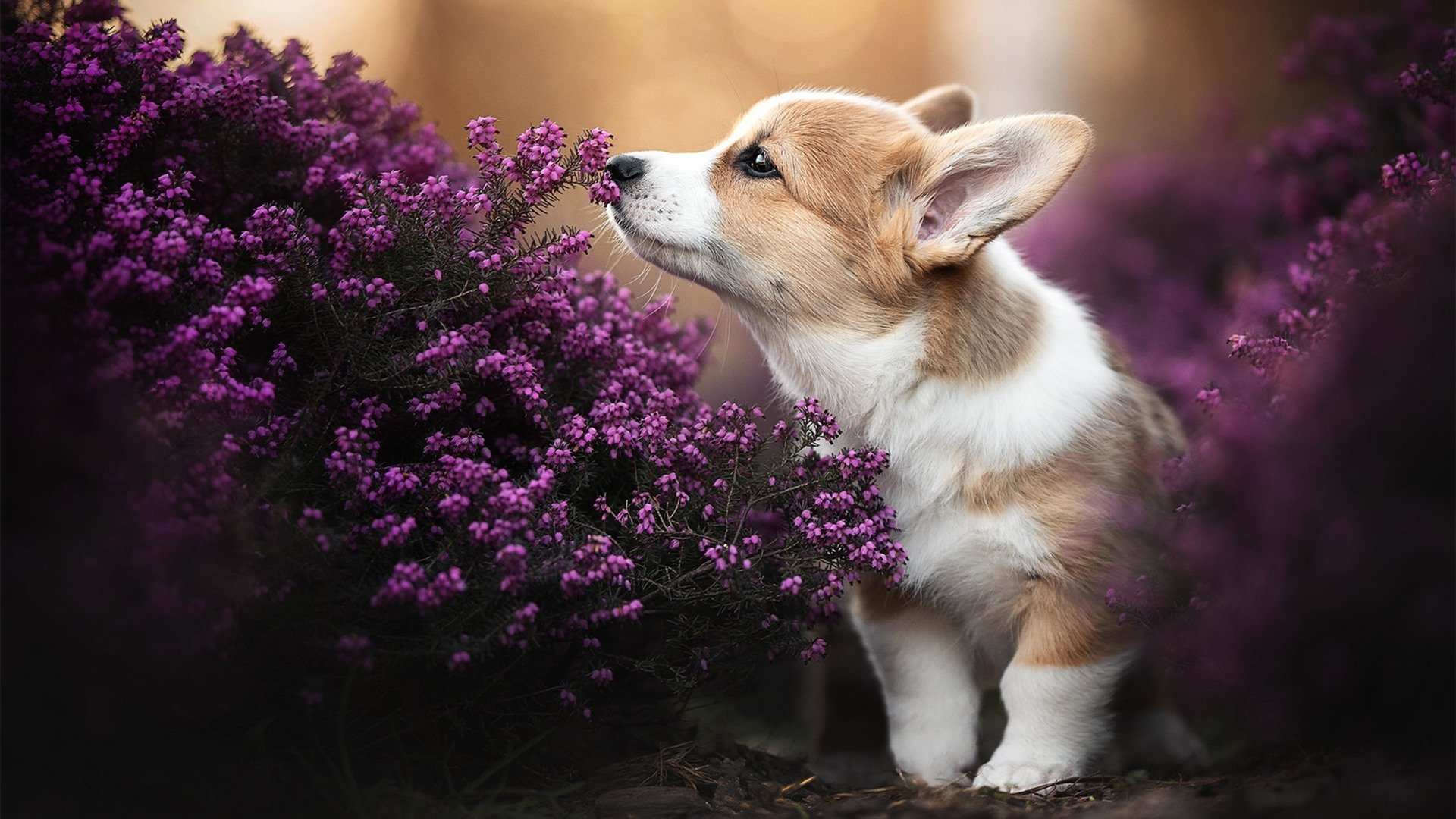 勒沃库森控球率持续提升打造压迫感,勒沃库森足球
